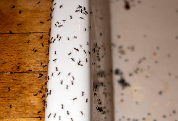 Best Best Pest Control Companies  in Brodhead, KY