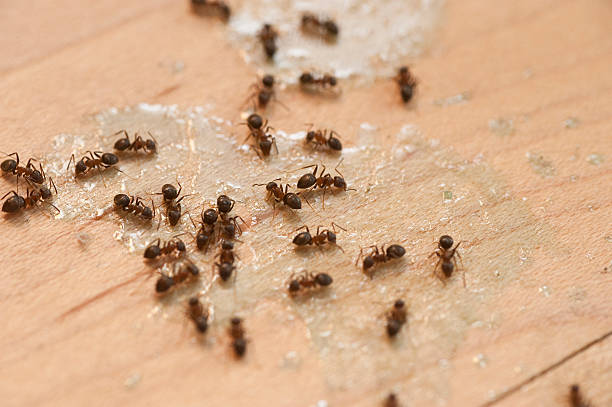 Pest Control Cost in Brodhead, KY